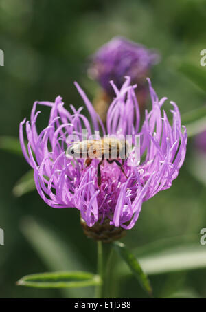 Braune Flockenblume Stockfoto