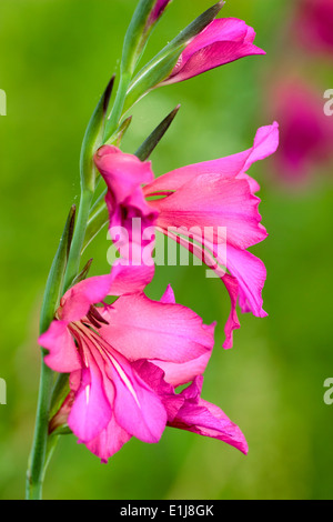 Helles Magenta Blumen winterhart Gladiolus Communis Subspecies byzantinus Stockfoto
