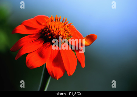 Nahaufnahme von einem mexikanischen Sonnenblumen, Tithonia Diversifolia, Pune, Maharashtra, Indien Stockfoto