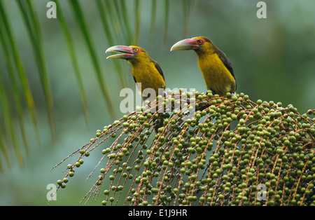 Safran-Toucanets (Pteroglossus Bailloni) in Palmito (Euterpe Edulis). Stockfoto