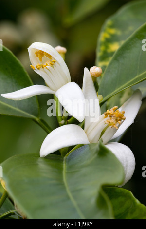 Nahaufnahme von Blumen der Sevilla-Orange, Citrus aurantium Stockfoto