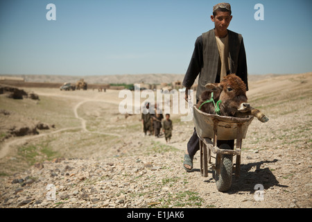 Ein Dorfbewohner geht mit ein krankes Kalb in der Nähe wo Afghan National Army Special Forces Soldaten afghanische Polizei Membe helfen Stockfoto