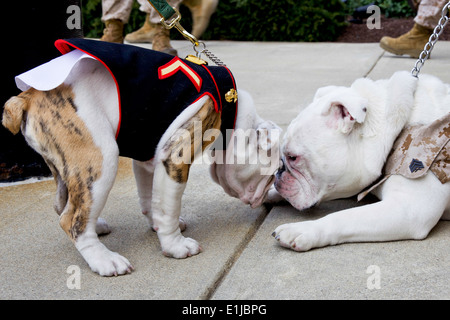 Das ausgehende Marinekorps Maskottchen, Sgt. Chesty XIII, direkt, schmiegt das eingehende Marine-Maskottchen, Private First Class Chesty XIV, Stockfoto