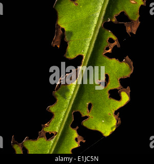 Ein grünes Blatt durch Insekten beschädigt Stockfoto