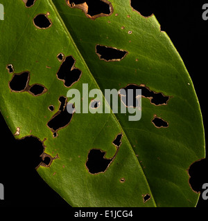 Ein grünes Blatt durch Insekten beschädigt Stockfoto