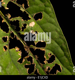 Ein grünes Blatt durch Insekten beschädigt Stockfoto