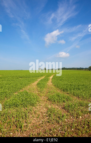 Wispy Cirruswolken am blauen Himmel über Felder der Erbse Blütenpflanzen in Yorkshire Wolds Landschaft im Sommer. Stockfoto