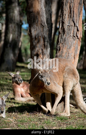 Australien, South Australia, Adelaide. Cleland Wildlife Park. Roten Riesenkängurus (Macropus Rufus) Stockfoto