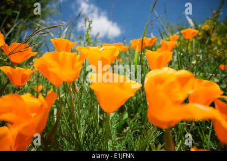 Nahaufnahme von orange California Mohn (Eschscholzia Californica) Stockfoto