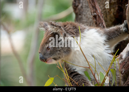 Australien, Western Australia, Perth, Yanchep National Park. Koala (Phascolarctos Cinereus), aka Koala Bär. Stockfoto