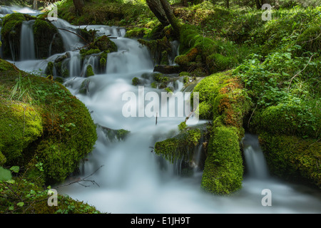 Alpine torrent und grüne Moose in der Canali Tal. Die Dolomiten des Trentino. Italienische Alpen. Lange Exposition, Wasser Seide Wirkung. Stockfoto