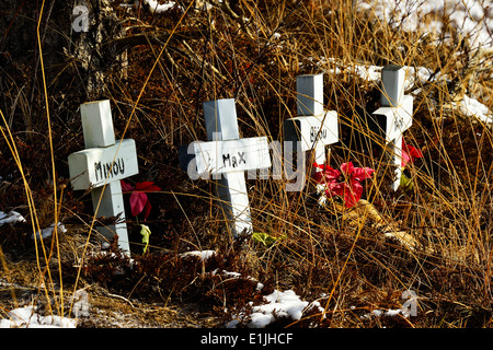 Weißes Holz Kreuz Grabsteine in einer ländlichen Tierfriedhof in westlichen Alberta Kanada Stockfoto