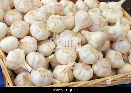 Korb mit Trauben von losen weißen lila Knoblauchknollen. Viele lose Köpfe der weißen violette Knoblauch für den Verkauf in einem Korb auf einem freien Markt anzeigen Stockfoto