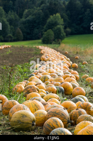 Anbau des steirischen Ölkürbis Stockfoto