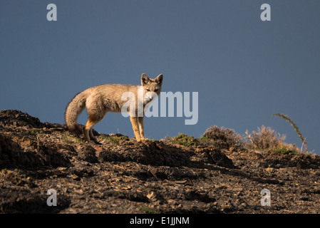 Südamerikanische Gray Fox (Lycalopex griseus) von Torres del Paine, Chile Stockfoto