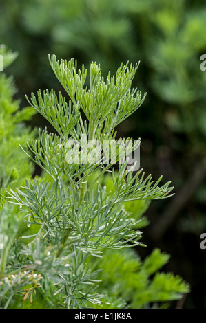 Nahaufnahme von Eberraute / Lad es Liebe / southern Wermut (Artemisia Eberraate) Stockfoto