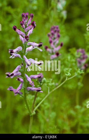 Gemeinsamen Erdrauch / Erde Rauch (Fumaria Officinalis) in Blüte Stockfoto