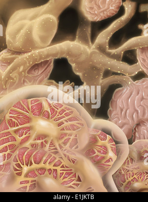 Künstler Depcition der Kapillaren des Glomerulus. Stockfoto