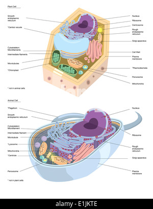 Vergleichende Darstellung der pflanzlichen und tierischen Zelle Anatomie (mit Aufklebern). Stockfoto