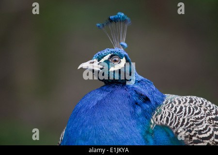 Peacock hautnah Stockfoto