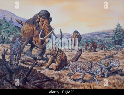 Wollhaarmammut (Mammuthus Primigenius) und Krummsäbel Sabertooth (Homotherium), Pleistozän (Eiszeit) von Nordamerika. Stockfoto