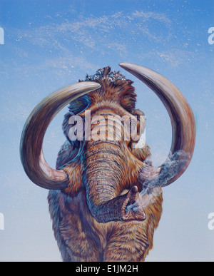 Wollhaarmammut (Mammuthus Primigenius) Erhebung, Pleistozän (Ice Age), Nord-Amerika. Stockfoto