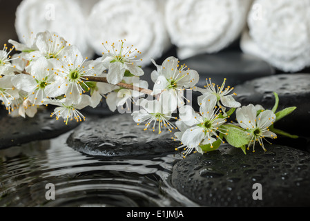 Spa Set von frisch blühende Zweig Pflaume auf Zen Steinen und weiße Handtücher, ripple Reflexion über Wasser, Nahaufnahme Stockfoto