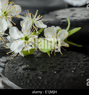 Spa Set von frisch blühende Zweig Pflaume auf Zen Steinen und weiße Handtücher, ripple Reflexion über Wasser, Nahaufnahme Stockfoto