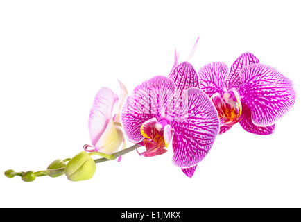 Blühende entkleidet lila mit weißen Orchideen, Phalaenopsis ist isoliert auf weißem Hintergrund Stockfoto