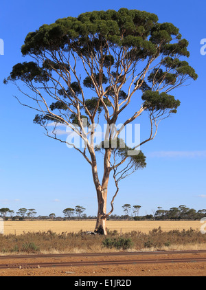 Ein Salmon Gum Tree von einem Gleis in Hyden in Western Australia Stockfoto