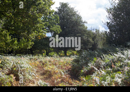 Waldflächen und Waldwege die Sloden Einzäunung zwischen Frogham und Fritham The New Forest Hampshire England Stockfoto