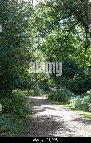 Waldflächen und Waldwege die Sloden Einzäunung zwischen Frogham und Fritham The New Forest Hampshire England Stockfoto