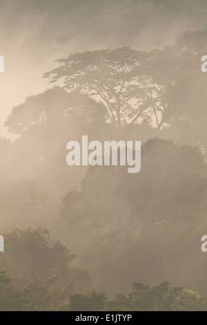 Nebligen Regenwald im Morgengrauen in Soberania Nationalpark, Republik von Panama. Stockfoto