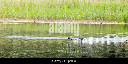 Ein Wasserhuhn jagt ein Reiherenten unteren Lough Erne County Fermanagh Nordirland Stockfoto