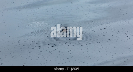 Eine Motte gefangen durch Oberflächenspannung unteren Lough Erne County Fermanagh Northern Ireland Stockfoto