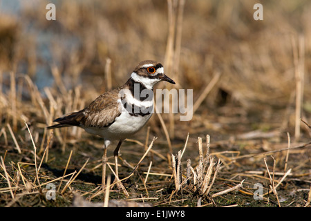 Killdeer - Camp Lula Sams - Brownsville, Texas USA Stockfoto