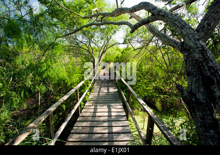 Holzbrücke im Camp Lula Sams - Brownsville, Texas USA Stockfoto