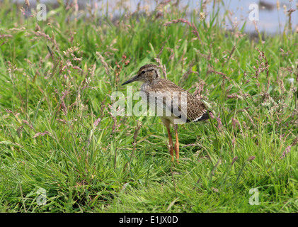 Juvenile gemeinsame Rotschenkel (Tringa Totanus) zu Fuß auf einer Wiese bei der Nahrungssuche Stockfoto