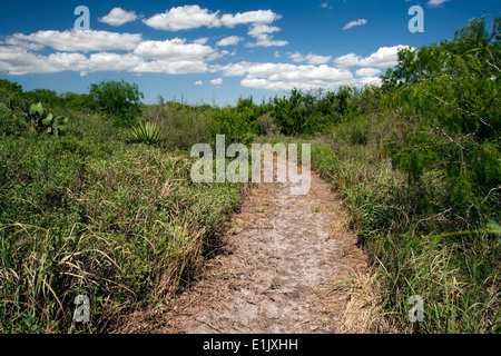 Feldweg durch Süd-Texas-Pinsel-Land - Camp Lula Sams - Brownsville, Texas USA Stockfoto