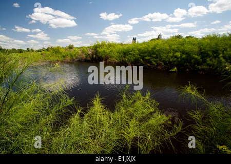 See (Resaca) im Camp Lula Sams - Brownsville, Texas USA Stockfoto