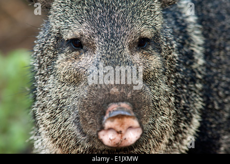 Javelina oder Halsband Peccary - Camp Lula Sams - Brownsville, Texas USA Stockfoto