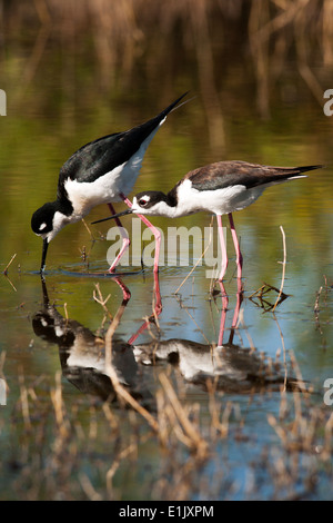 Schwarzhals-Stelzen Balz Display - Camp Lula Sams - Brownsville, Texas USA Stockfoto
