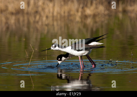 Schwarzhals-Stelzen Balz Display - Camp Lula Sams - Brownsville, Texas USA Stockfoto