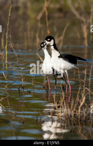 Schwarzhals-Stelzen Balz Display - Camp Lula Sams - Brownsville, Texas USA Stockfoto