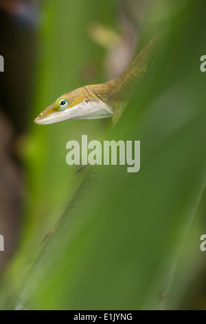 Grüne Anole - Camp Lula Sams - Brownsville, Texas USA Stockfoto