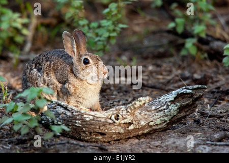 Östlichen Cottontail Kaninchen - Camp Lula Sams - Brownsville, Texas USA Stockfoto