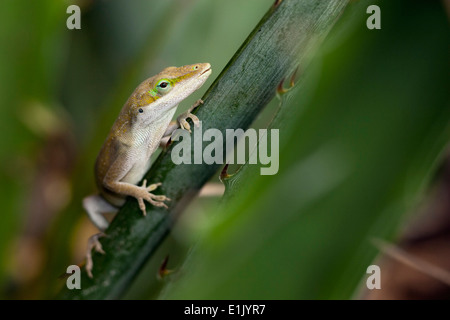 Grüne Anole - Camp Lula Sams - Brownsville, Texas USA Stockfoto