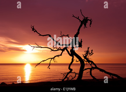 Auf dem Hintergrund des Sonnenaufgangs Meer Mucke Stockfoto