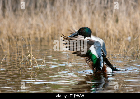 Nördlichen Löffelenten (männlich) - Camp Lula Sams - Brownsville, Texas USA Stockfoto