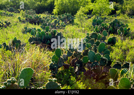 Kaktus Landschaft - Camp Lula Sams - Brownsville, Texas USA Stockfoto